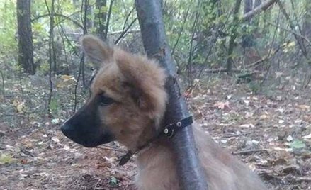 Przywiązała psa do drzewa. Wpadła w ręce policji