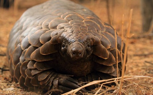 Kłusownicy coraz częściej przemycają cenne łuskowce