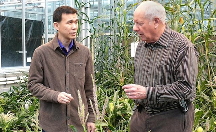 Prof. Mitchell (z prawej) i jego współpracownik Yang Yang już eksperymentują z nową odmianą „karłowa