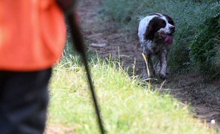 Francja: Polował na dziki, zastrzelił 59-latka