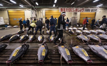 Ostatni aukcja tuńczyka na starym rynku rybnym Tsukiji w Tokio