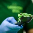 Doroczne pomiary w londyńskim zoo