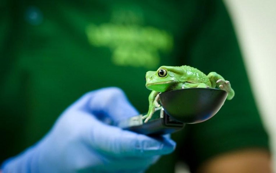 Doroczne pomiary w londyńskim zoo