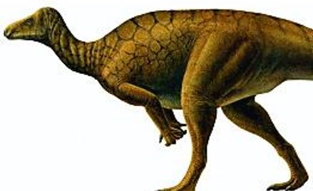 Koniosmok miał 4,5 m