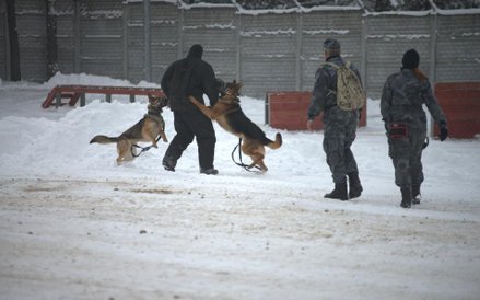 Fot. plut. Cieliński