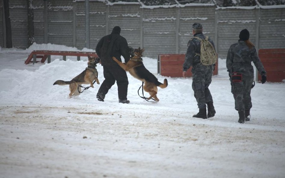 Fot. plut. Cieliński