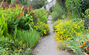 Bagienne ogrody przydomowe mogą pomóc w walce z suszą
