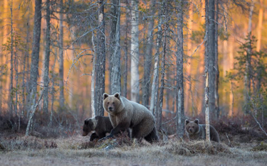 Rosja: grzybiarz znokautował niedźwiedzia