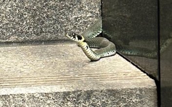 Przechodnie z zaciekawieniem, ale i respektem obserwowali prawie metrowej długości węża