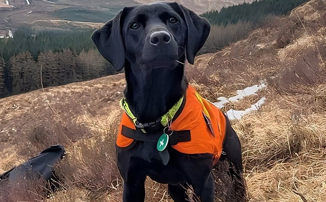 Scottish labrador named animal of the year for detecting ‘sea vomit’