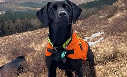 Labrador Sgiath ze Szkocji otrzymał Nagrodę Zwierzę Roku