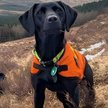 Labrador Sgiath ze Szkocji otrzymał Nagrodę Zwierzę Roku