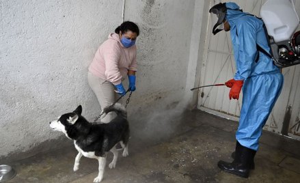 Naukowcy opracowali listę gatunków zwierząt zagrożonych Covid-19
