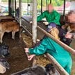 W gospodarstwie w Polsce znaleziono 159 sztuk bydła skradzionego w Niemczech