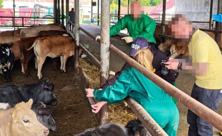 W gospodarstwie w Polsce znaleziono 159 sztuk bydła skradzionego w Niemczech