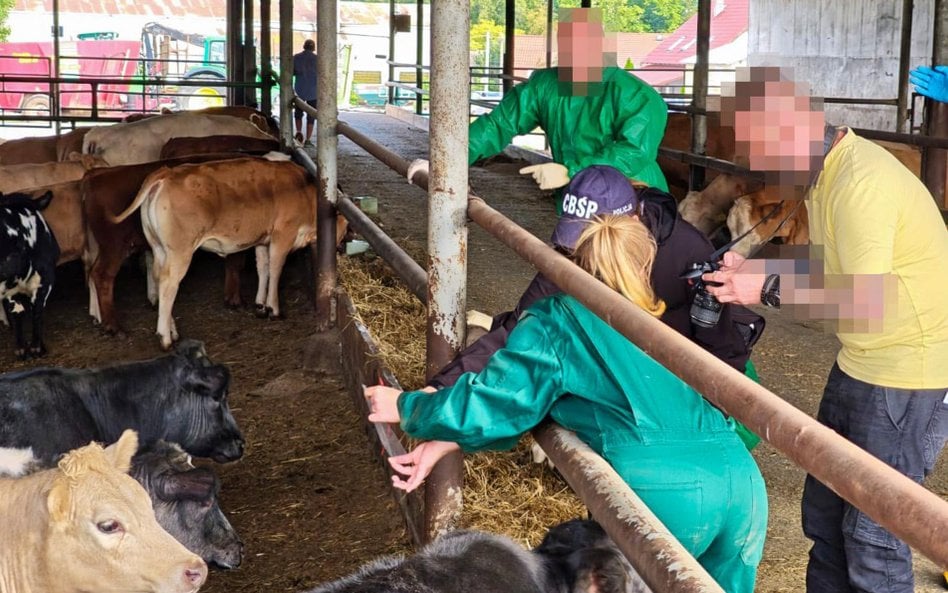 W gospodarstwie w Polsce znaleziono 159 sztuk bydła skradzionego w Niemczech