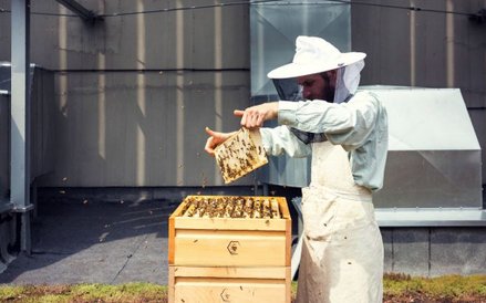 Miejska Pasieka Artystyczna na dachu lubelskiego Centrum Spotkania Kultur.