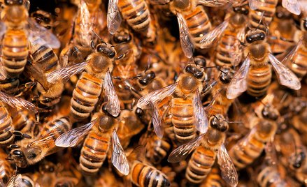 Sejm uruchamia pasiekę