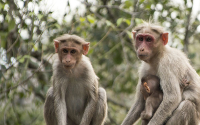 Sukces doświadczenia na małpach może oznaczać przełom w leczeniu ludzi