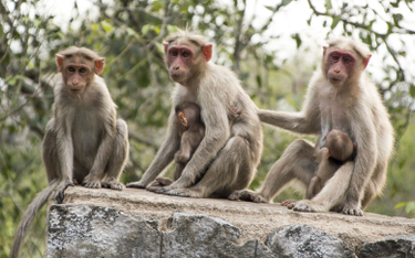 Indie. Dwie małpy zabiły ponad 250 psów. W akcie zemsty