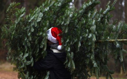 Sprzedaż drzewek bożonarodzeniowych na plantacji w bawarskim mieście Tuerkenfeld