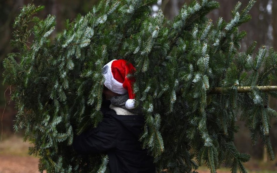 Sprzedaż drzewek bożonarodzeniowych na plantacji w bawarskim mieście Tuerkenfeld