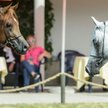 Były prezes słynnej stadniny z zarzutem o fałszerstwo