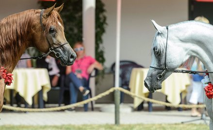 Były prezes słynnej stadniny z zarzutem o fałszerstwo