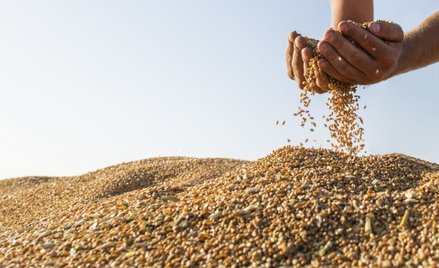 Wojna doprowadziła do rewolucji w notowaniach wielu surowców rolnych