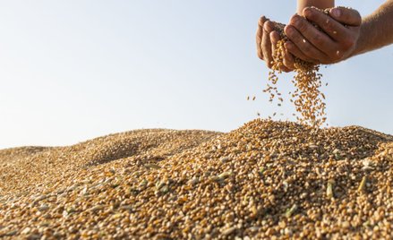 Producentów i rolników czeka trudny rok