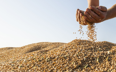 Ukraina całkowicie wstrzymuje eksport zbóż