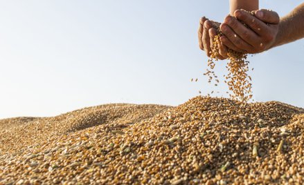 Indeks światowych cen żywności FAO znalazł się na najwyższym poziomie od września 2011 r.