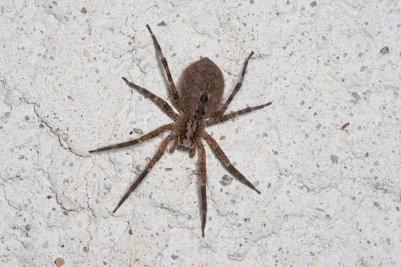 Zoropsis spinimana