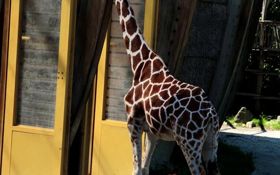 Zoo w Rotterdamie - wybieg dla żyraf