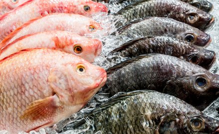 Ryba w toksycznym sosie