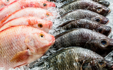 Ryba w toksycznym sosie