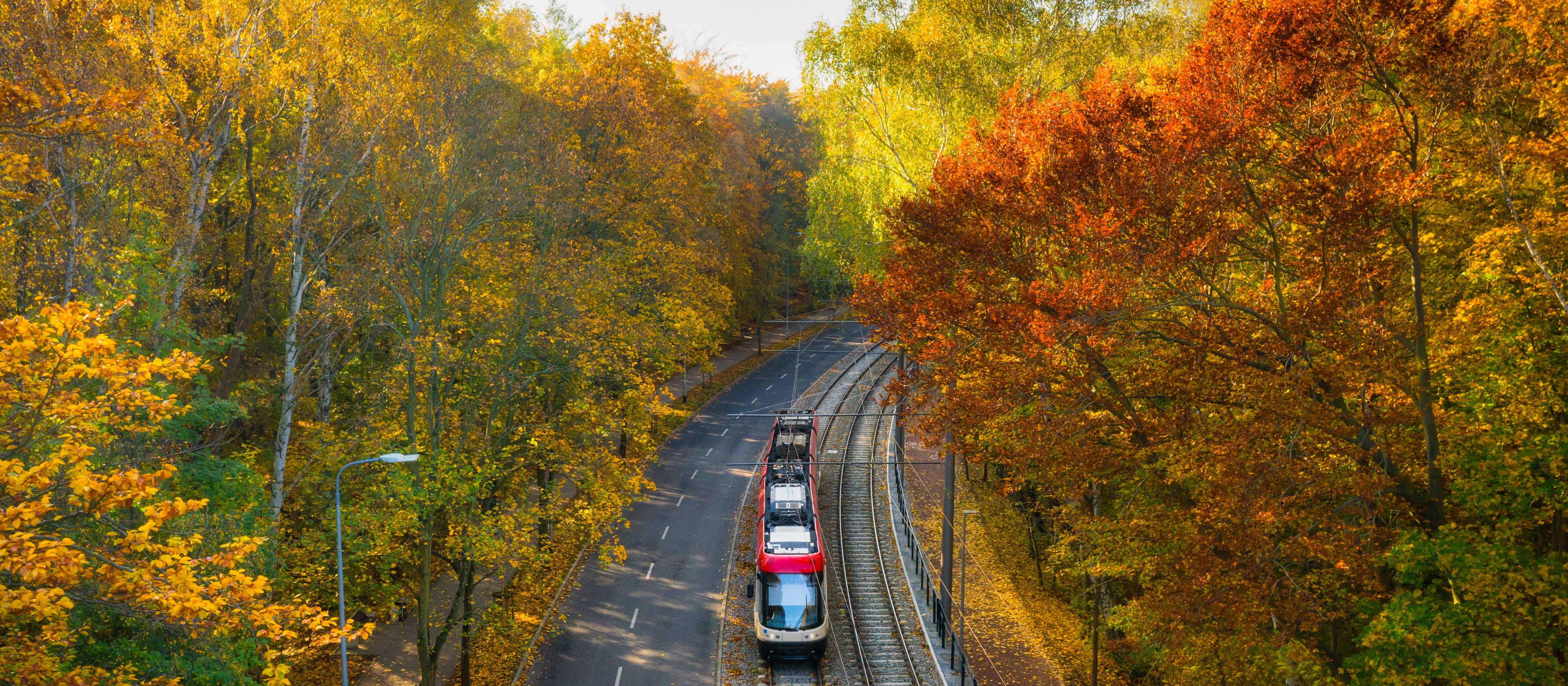 Wspólne sadzenie lasów. Dla lepszego powietrza i przyszłych pokoleń