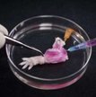Wyhodowana kończyna – tak w przyszłości ma wyglądać medycyna regeneracyjna