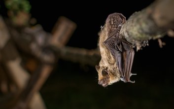 Badania wykazały, że na terenie Kampinoskiego Parku Narodowego bytuje aż 19 gatunków nietoperzy. Trz