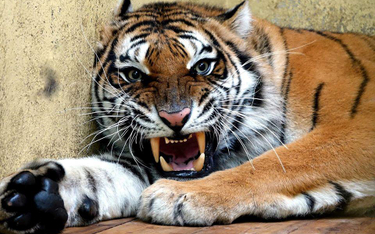 Uratowane tygrysy jadą do hiszpańskiego azylu