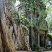 Przyroda na dobre rozgościła się w Ta Prohm, ofiarowując przybyszowi najmocniejsze wizualne przeżyci