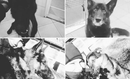 Śledczy zbadają awarię, w której zginęły psy policyjne