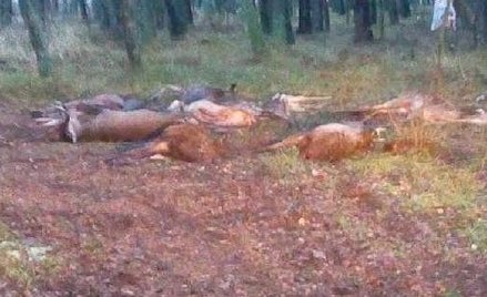 Myśliwi zostawili stos martwych saren