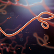 Kolejne ognisko wirusa Ebola w DR Konga