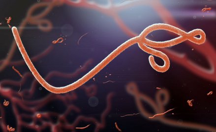Kolejne ognisko wirusa Ebola w DR Konga