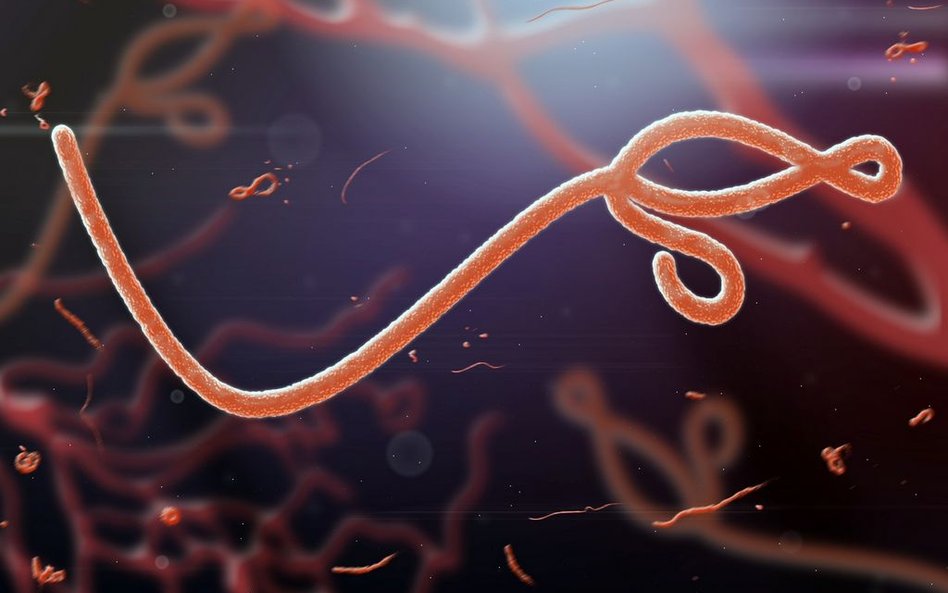 Kolejne ognisko wirusa Ebola w DR Konga