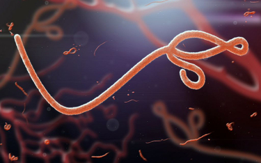 Kolejne ognisko wirusa Ebola w DR Konga