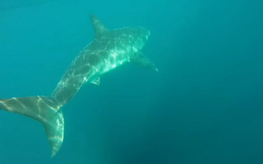 Żarłacz uchwycony przez kamerę australijskich rybaków