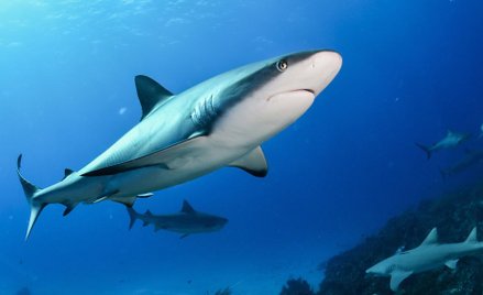 Setki martwych rekinów przy autostradzie w Meksyku