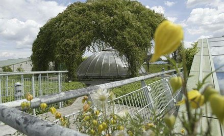 Wielkomiejskie dachy porastają ogrodami